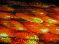 proiezione su pavimento di immagini fotografiche